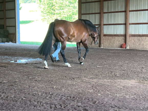 The walk is the ideal pace to begin