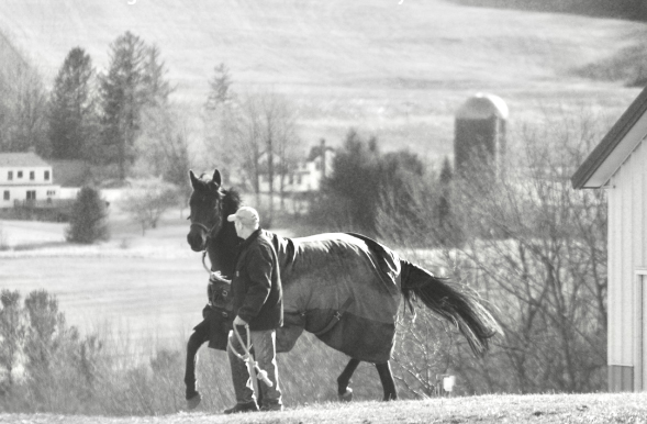 The Relaxation Key in Horse Training