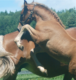 Letters to the editor