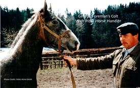Young Stallion with Handler