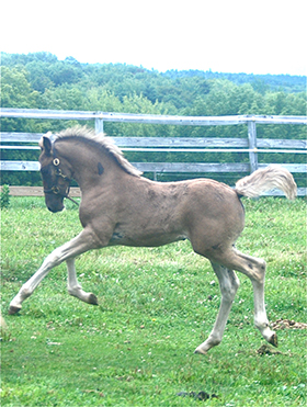 Foal