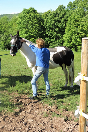 Who Doesn’t Love a Massage? Bet Your Horse Would Too..