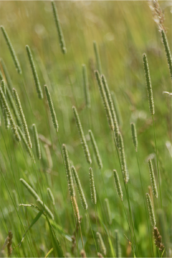 Grass-ready-to-harvest
