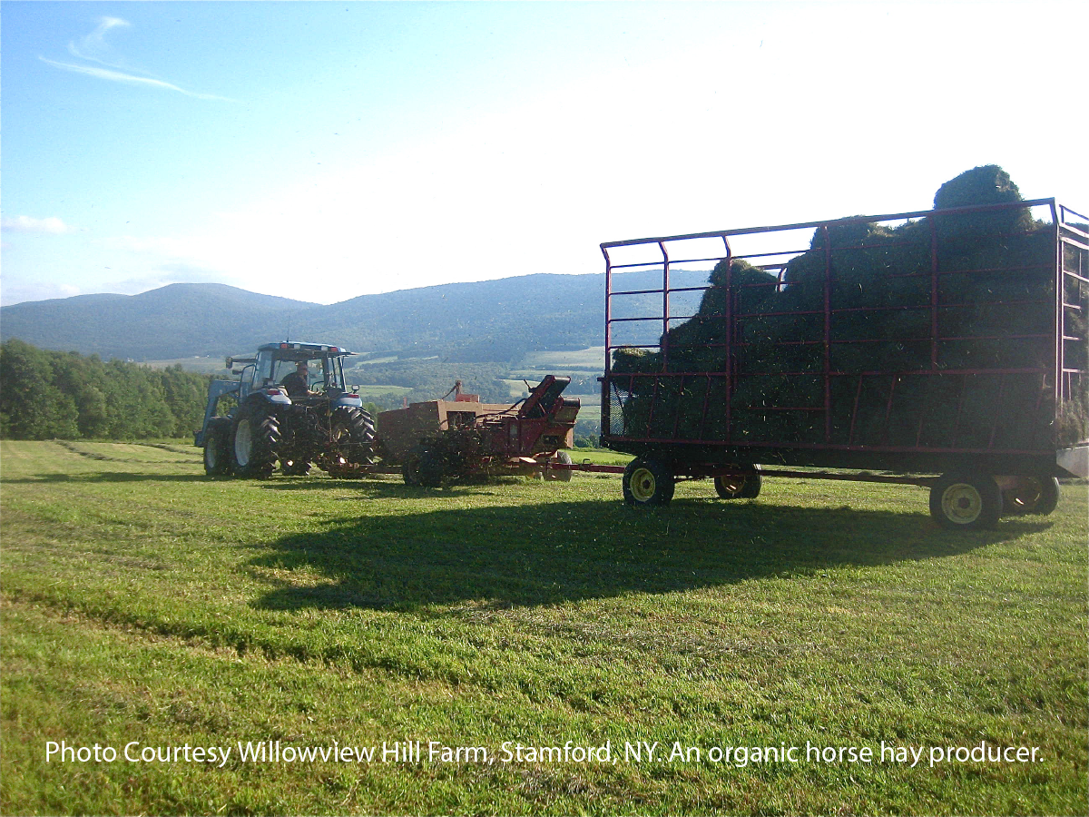 Horse Hay Hassles and Hustles Organically grown hay