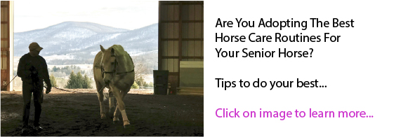 Are You Adopting The Best Horse Care Routines For Your Senior Horse?